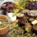 Tıbbi Ve Aromatik Bitkiler Hangileridir, Özellikleri Nelerdir?