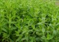 TIBBİ VE AROMATİK BİTKİ TÜRÜ LİSTESİ