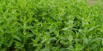 TIBBİ VE AROMATİK BİTKİ TÜRÜ LİSTESİ