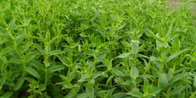 TIBBİ VE AROMATİK BİTKİ TÜRÜ LİSTESİ