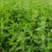 TIBBİ VE AROMATİK BİTKİ TÜRÜ LİSTESİ