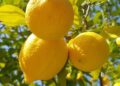 Limon çekirdeğinin saymakla bitmeyen muhteşem faydaları