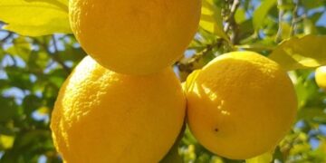 Limon çekirdeğinin saymakla bitmeyen muhteşem faydaları