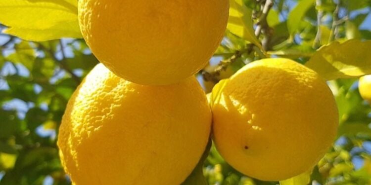 Limon çekirdeğinin saymakla bitmeyen muhteşem faydaları
