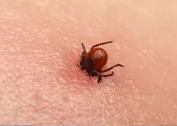 Sıcaklar geliyor tehlike baş gösterdi! Kene uygun şekilde çıkarılmazsa ölümcül olabilir