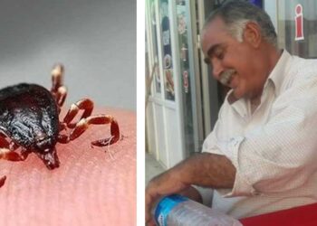 Aman sakın yapmayın! Keneye bunu yaptı canından oldu